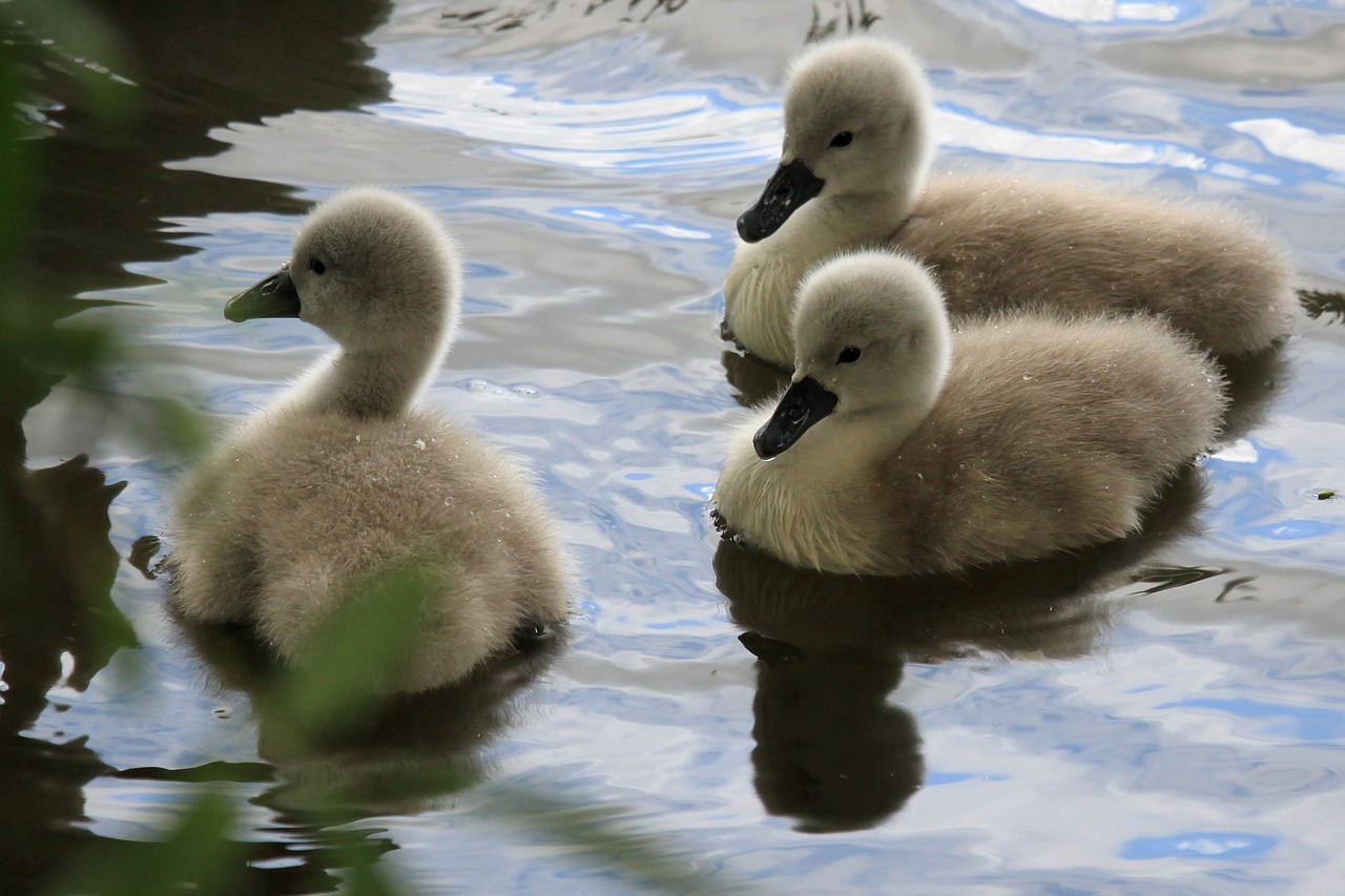 swan babies chicks free photo