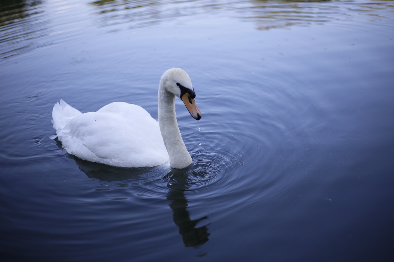 swan lake pond free photo