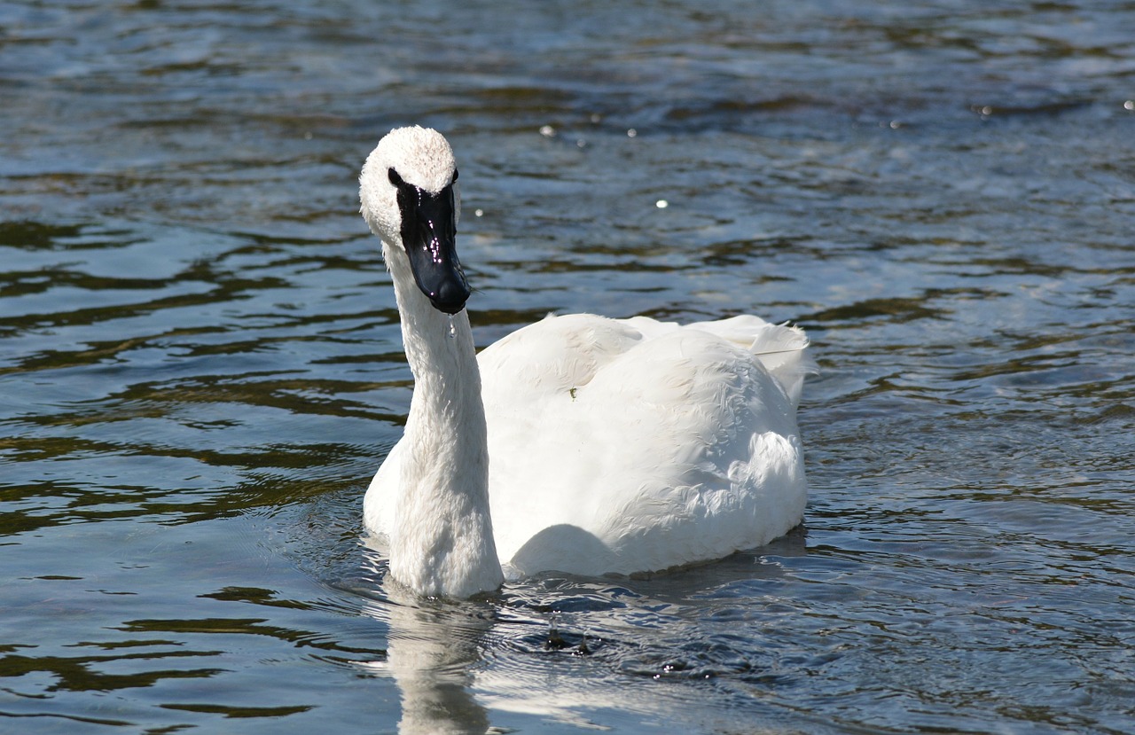 swan white river free photo