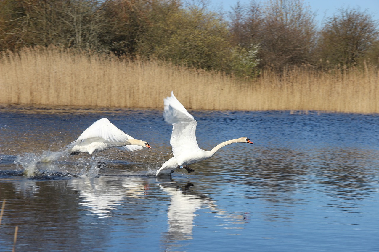 swan hunting lake free photo