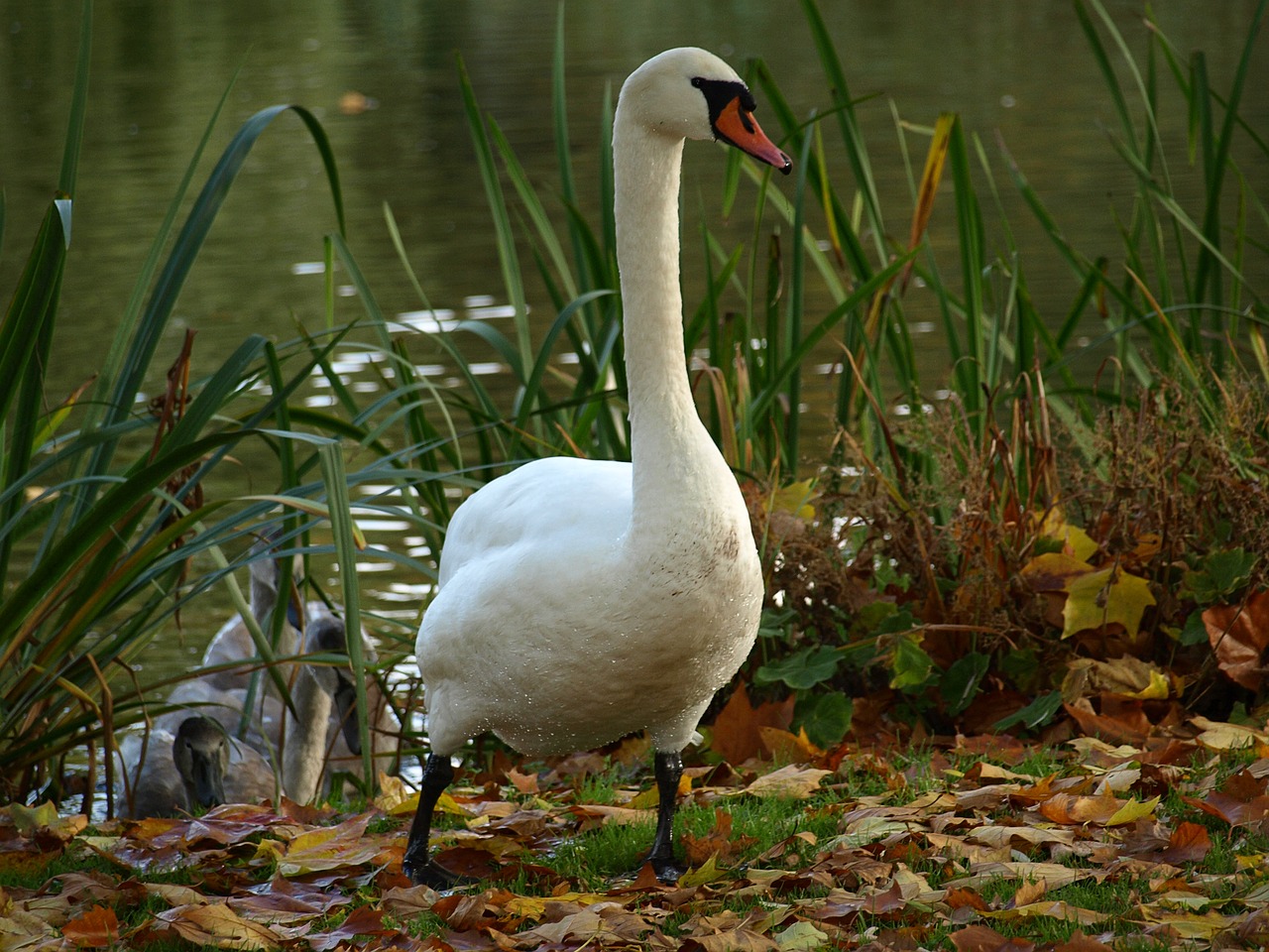 swan bird animal free photo