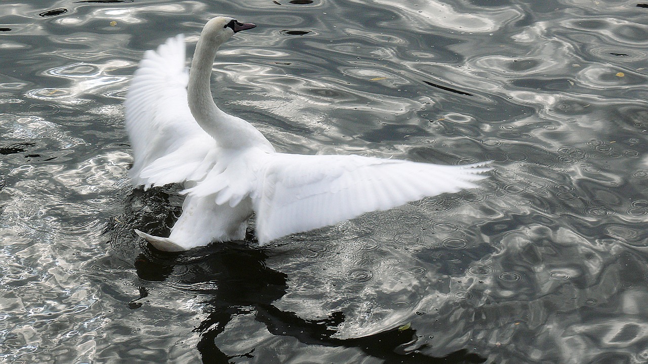 swan my dear swan white free photo