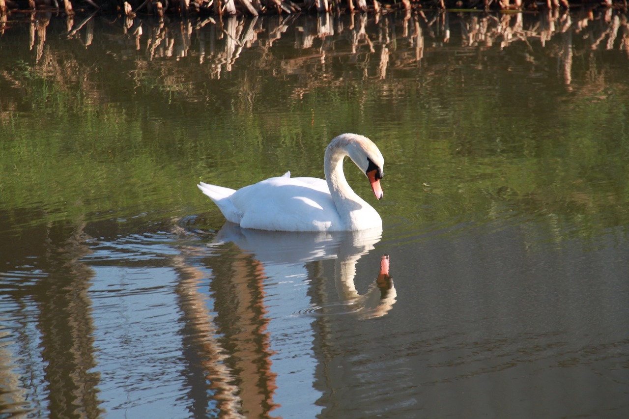 swan mirror image water free photo