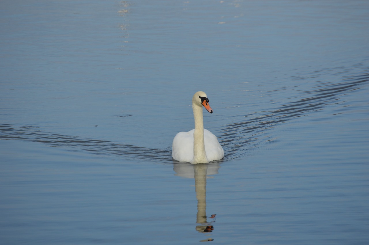 swan more bird free photo