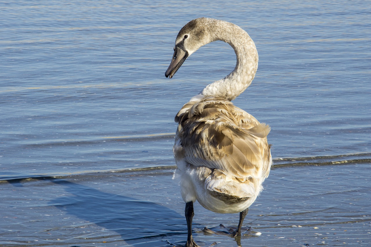 swan great mal free photo