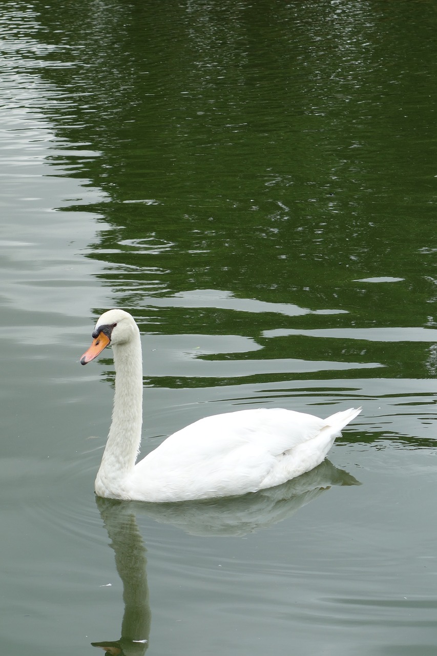swan park sao paulo free photo