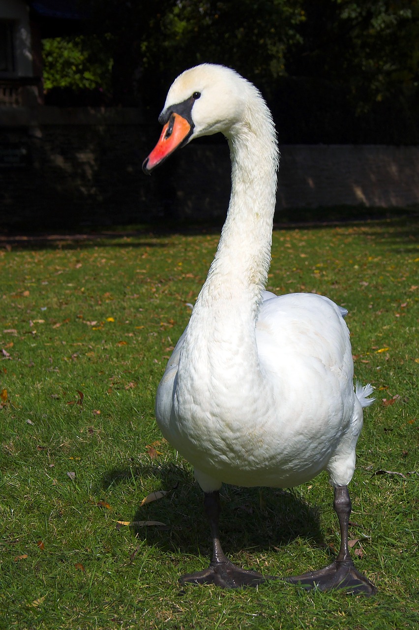 swan animal water bird free photo