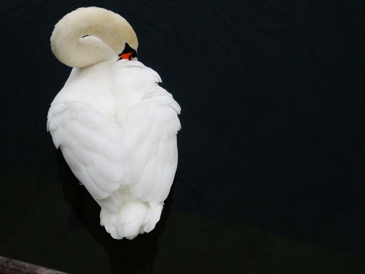 swan bird water bird free photo