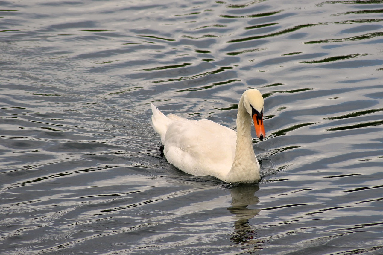 swan water plumage free photo