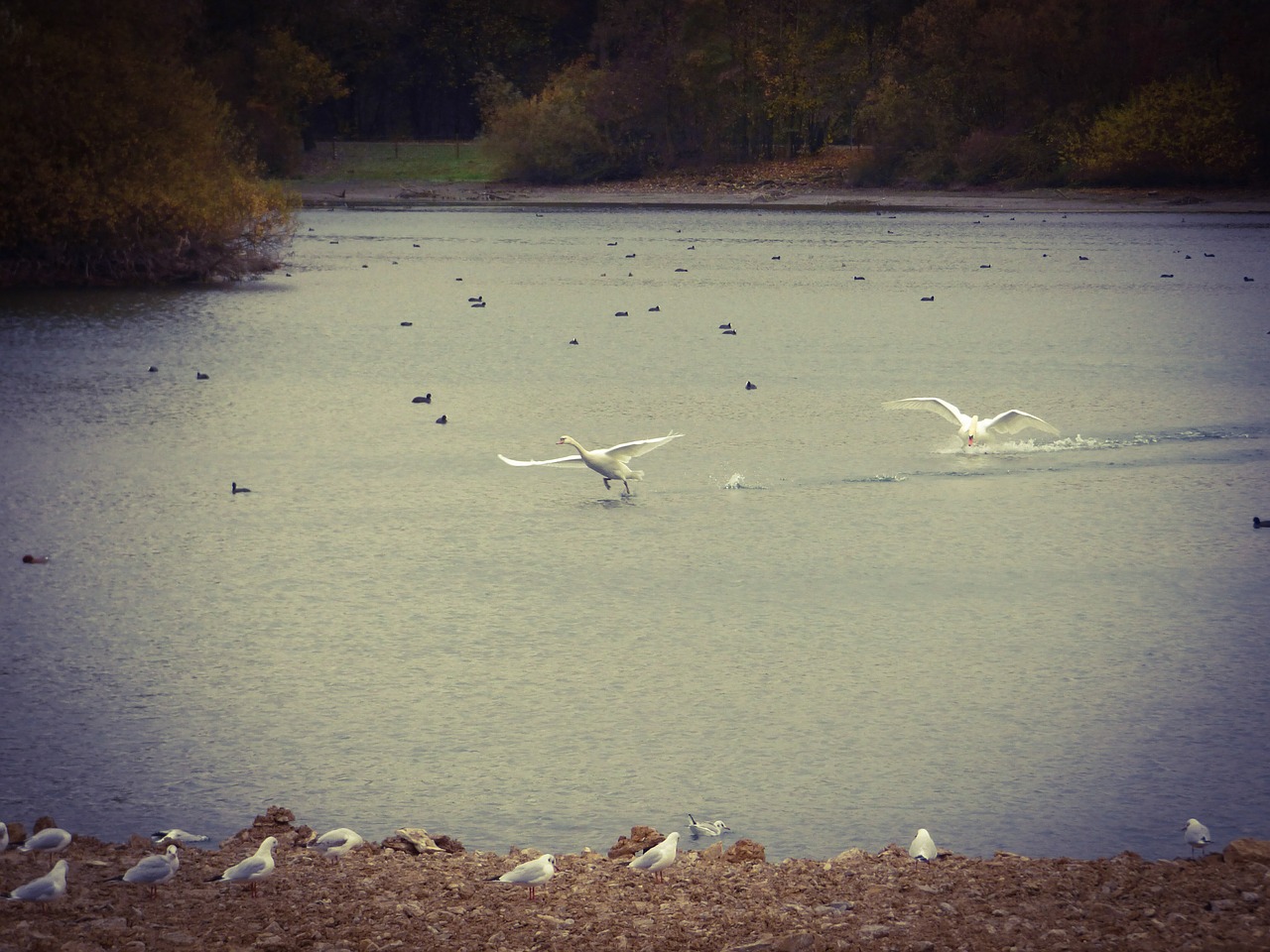 swan paderborn lake free photo
