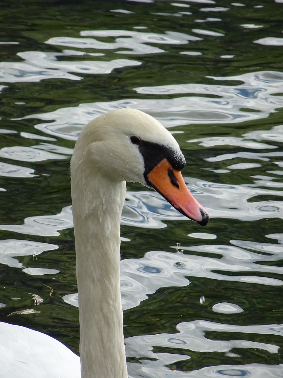 swan traunsee nature free photo