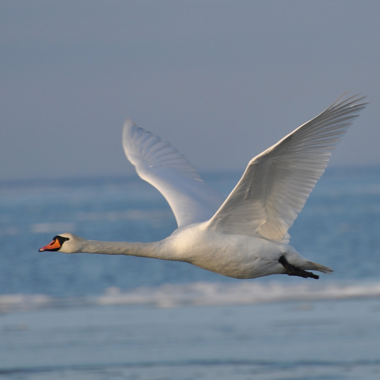 swan denmark expensive free photo