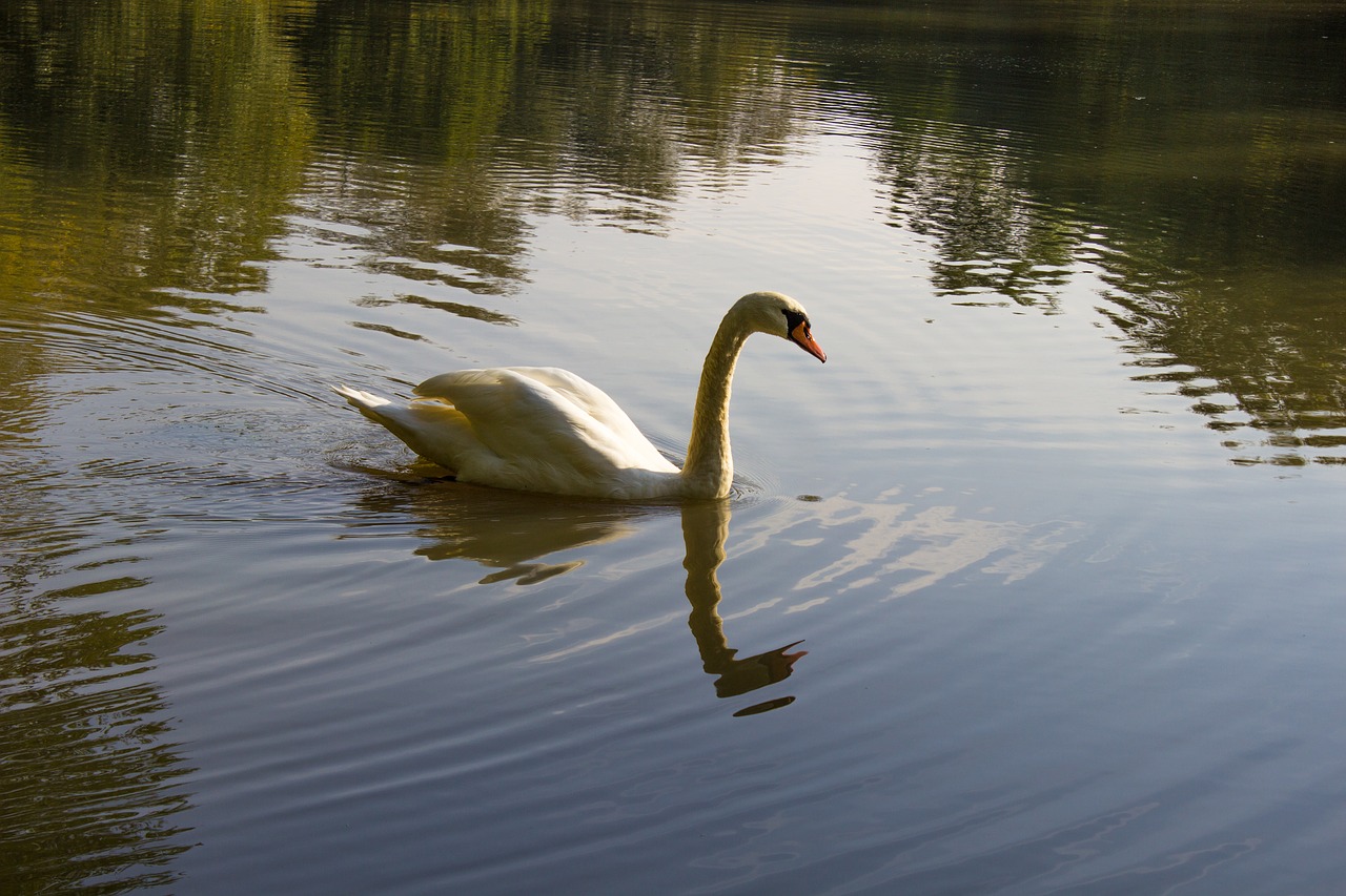 swan water nature free photo