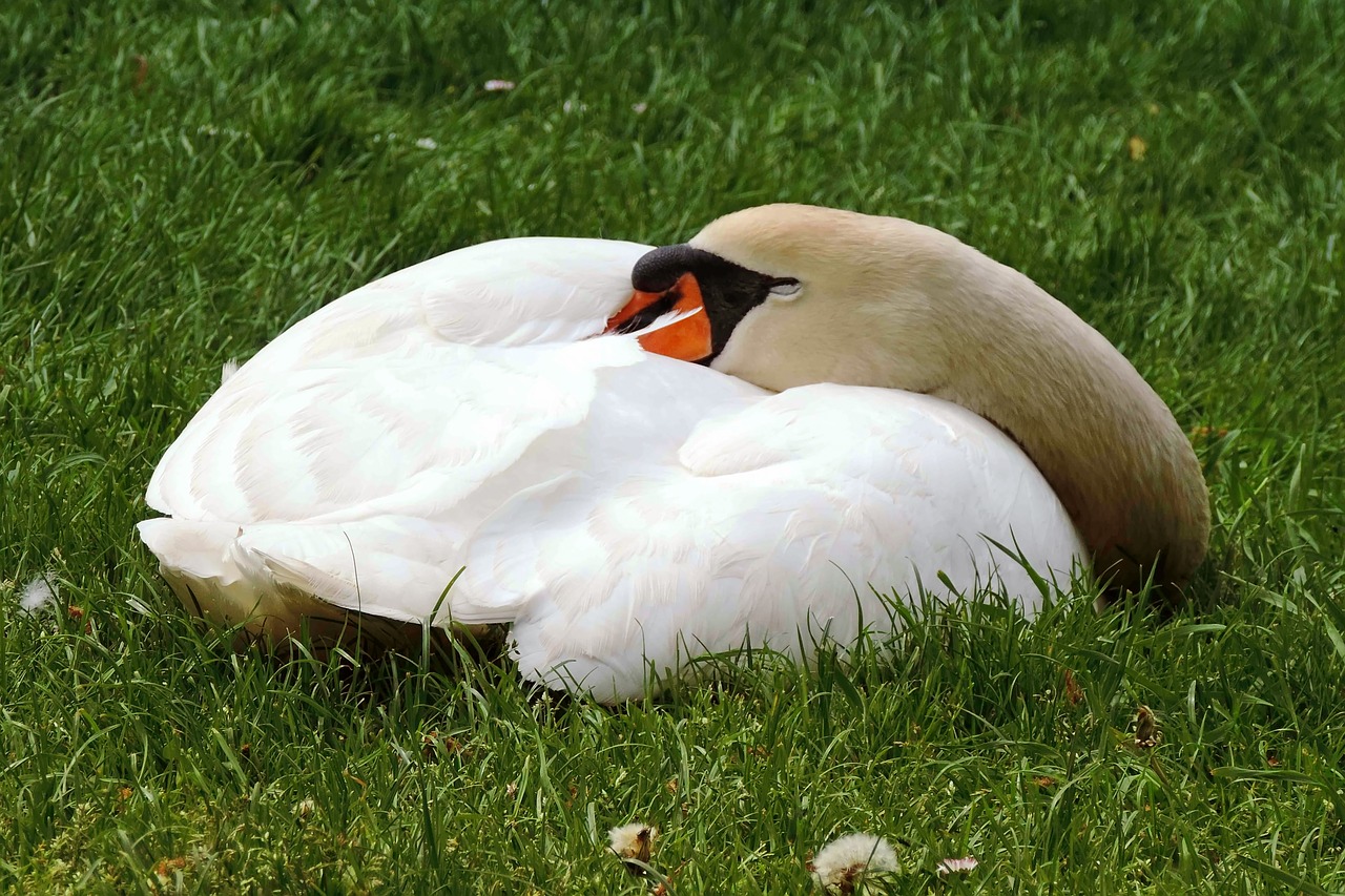 swan mute swan concerns free photo