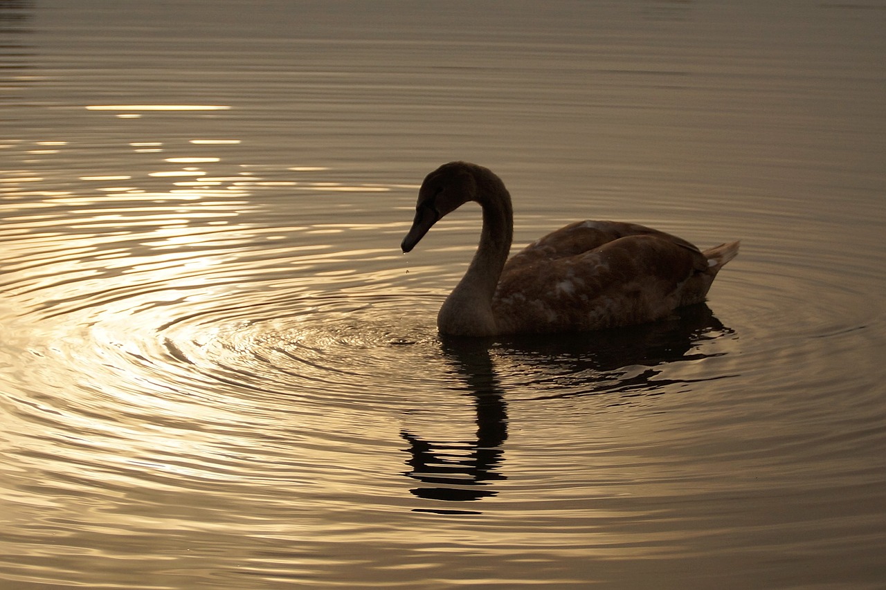 swan young cub free photo