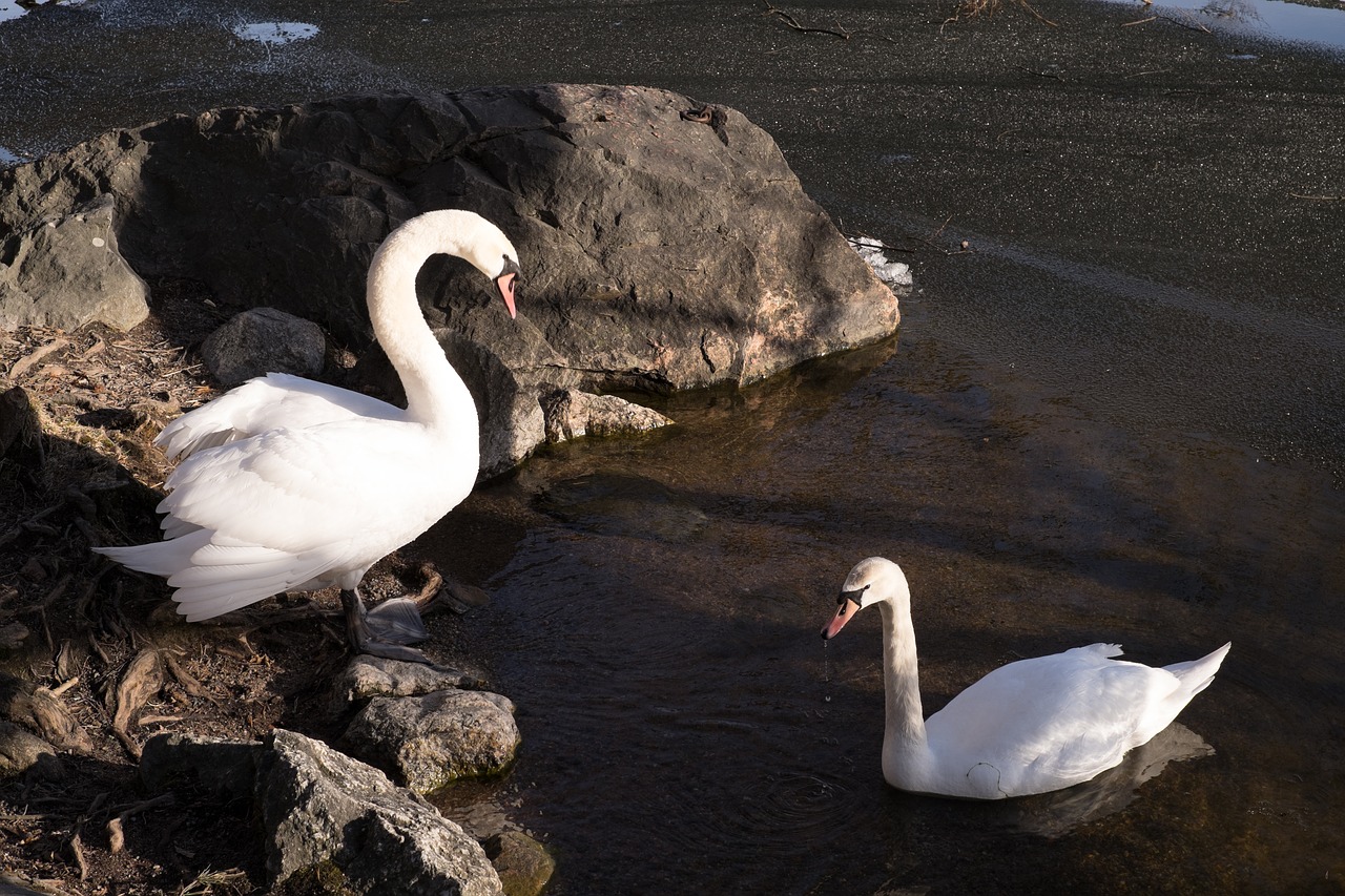 swan animals water free photo