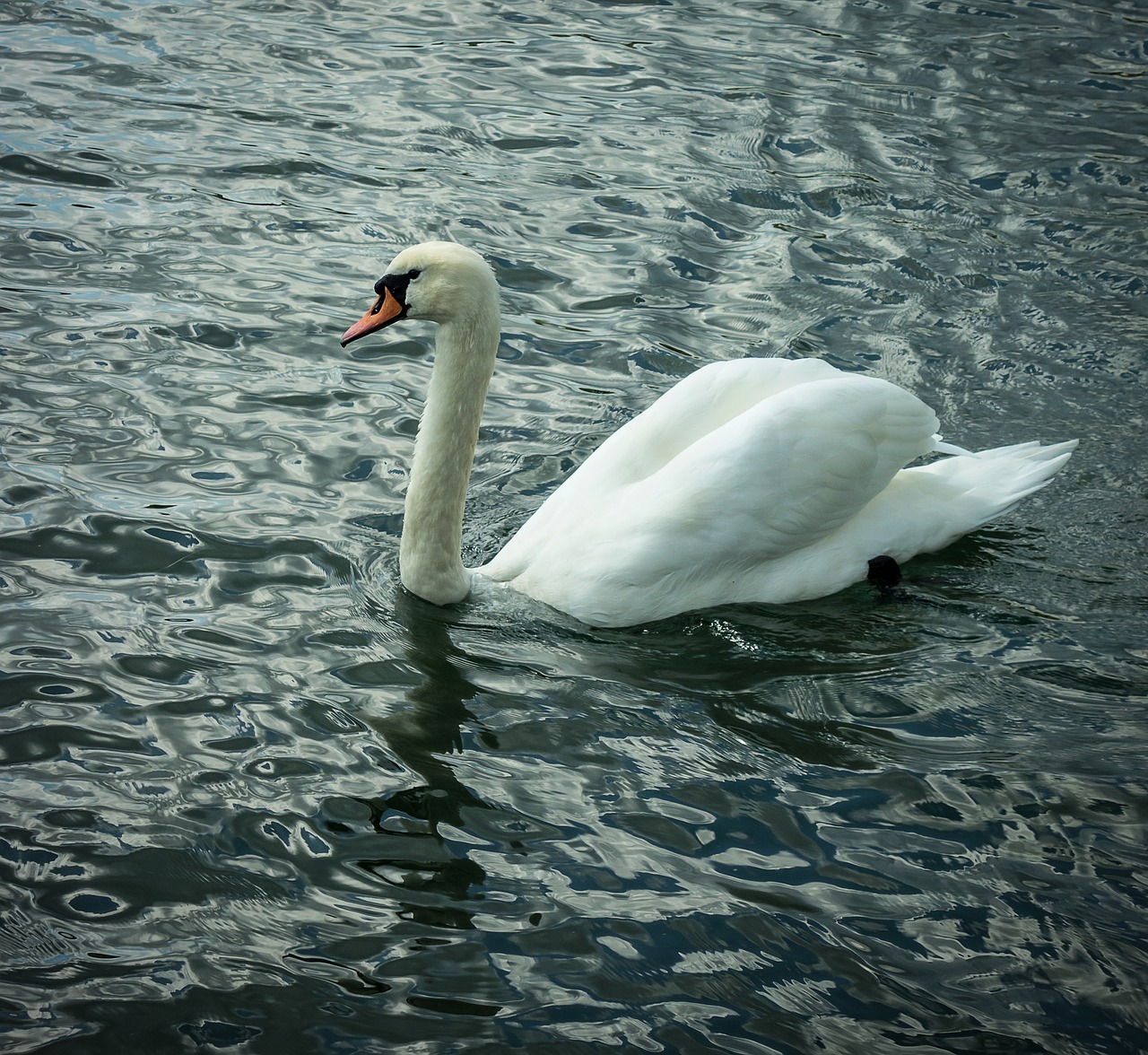 swan bird water free photo