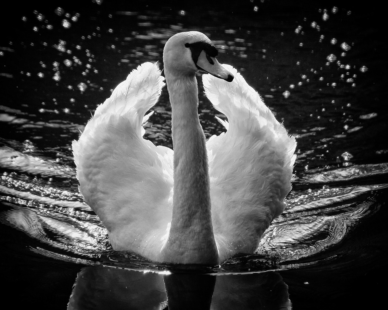 swan wings feathers free photo
