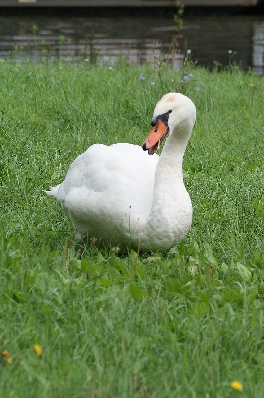 swan water white free photo