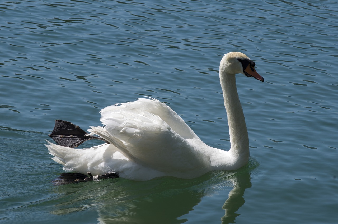 swan animal water free photo