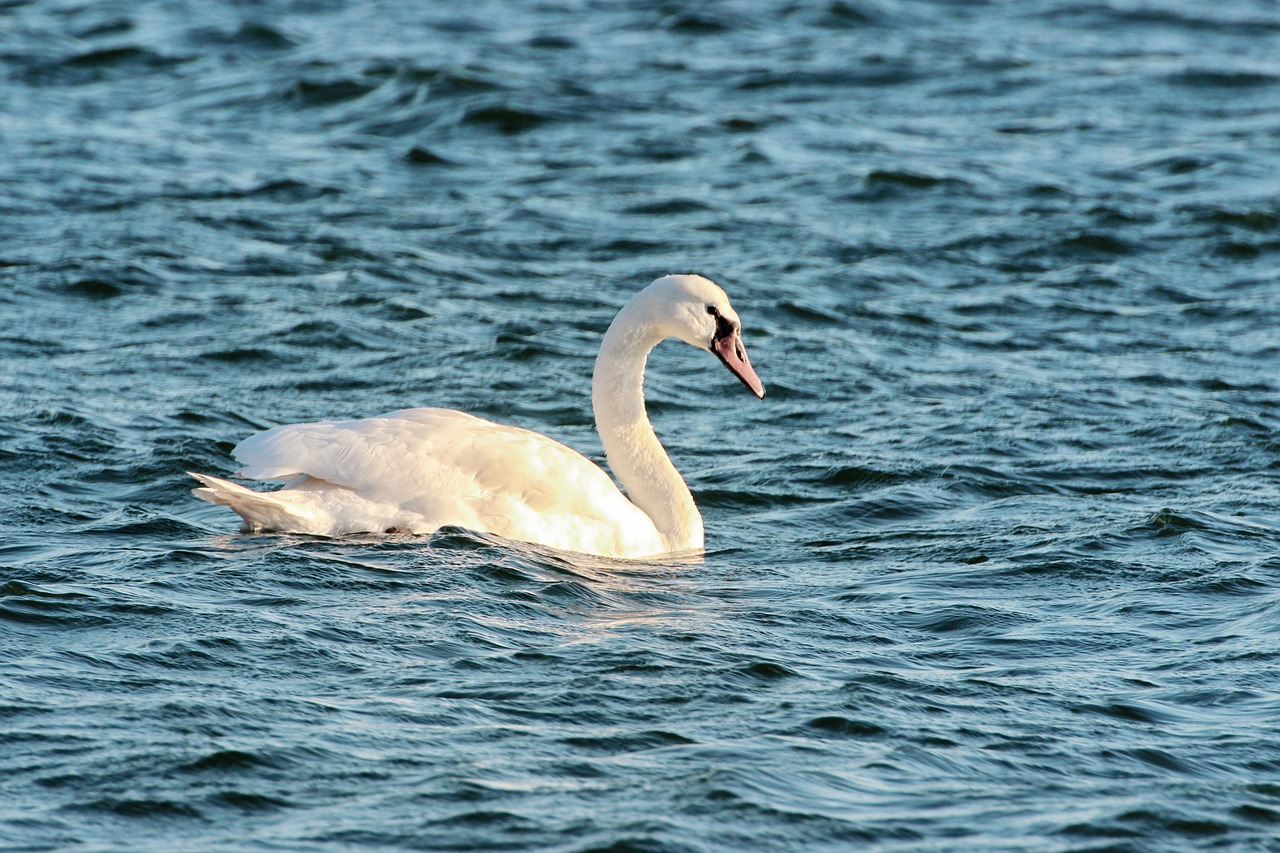 swan water swim free photo