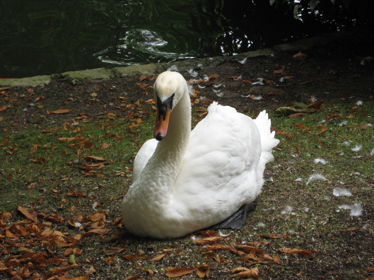 swan swans animals free photo