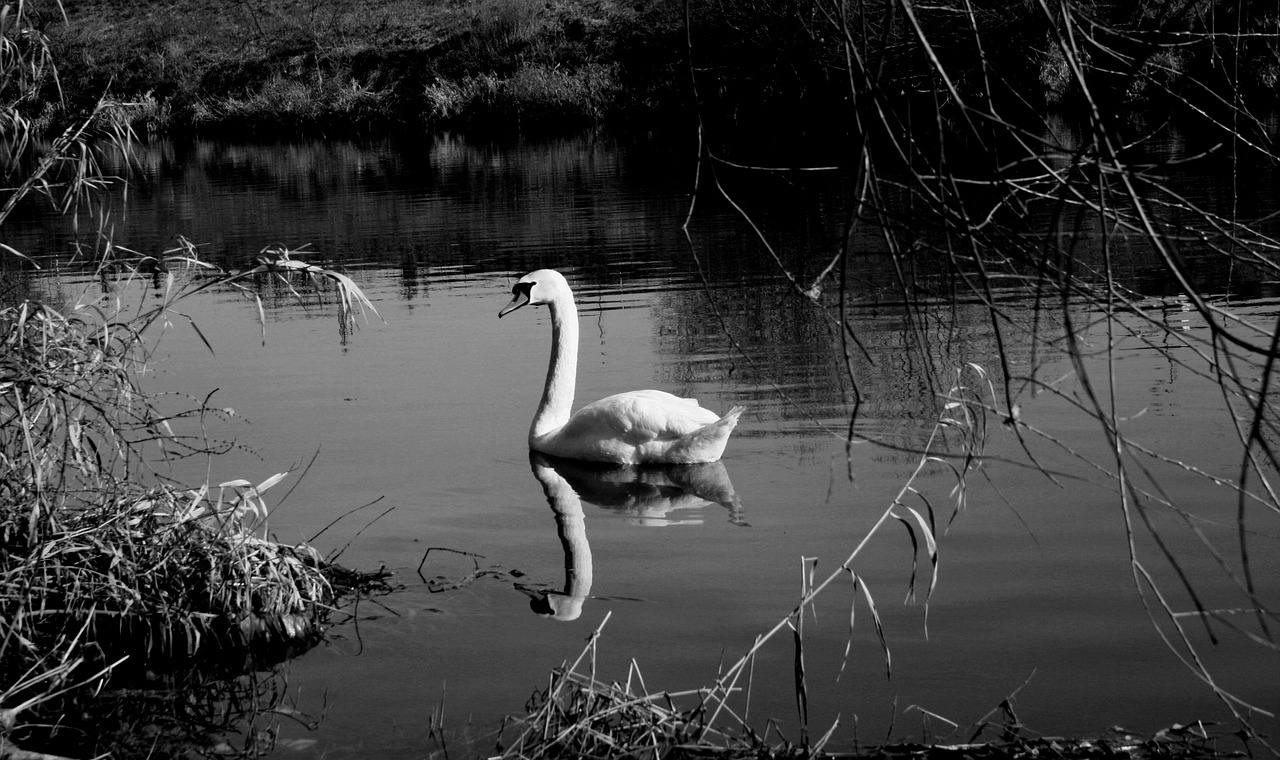 Download free photo of Swan,lake,nature,black and white,free pictures ...