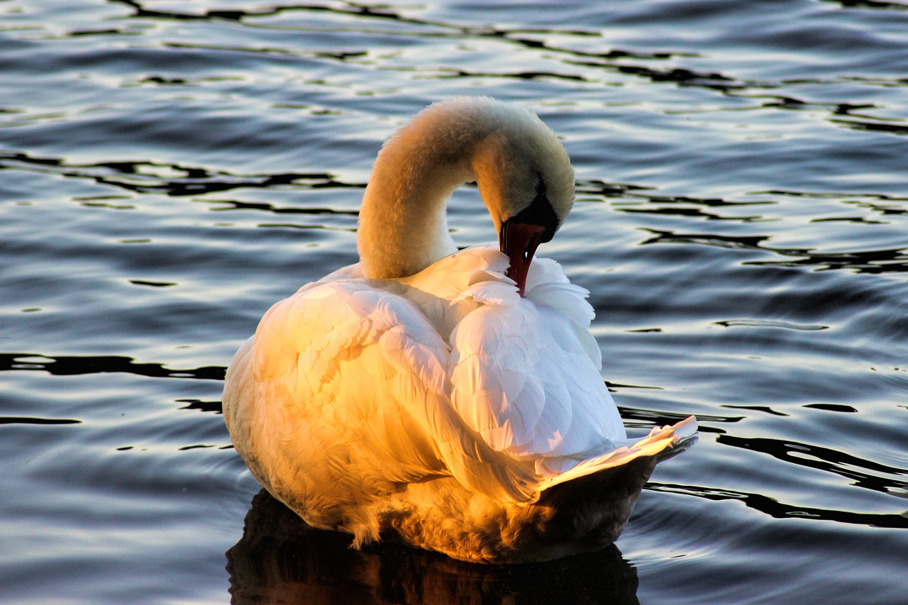 swan evening sun plumage free photo