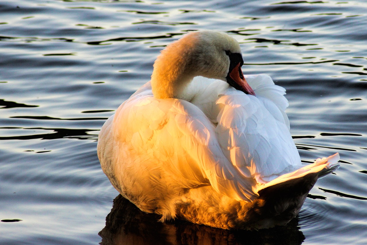 swan evening sun plumage free photo