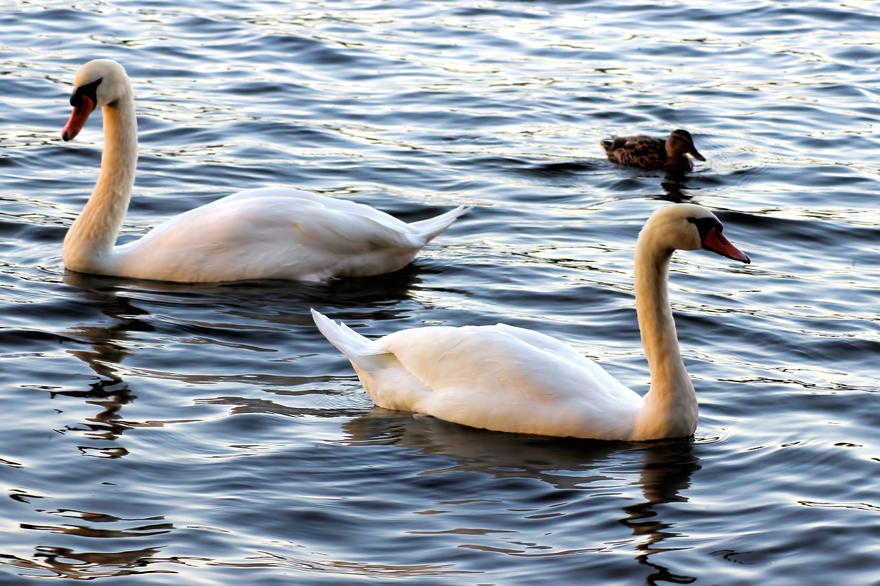 swan swans evening sun free photo