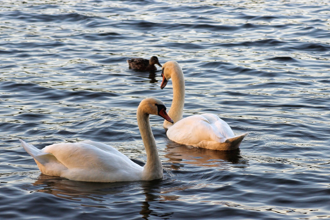 swan swans evening sun free photo