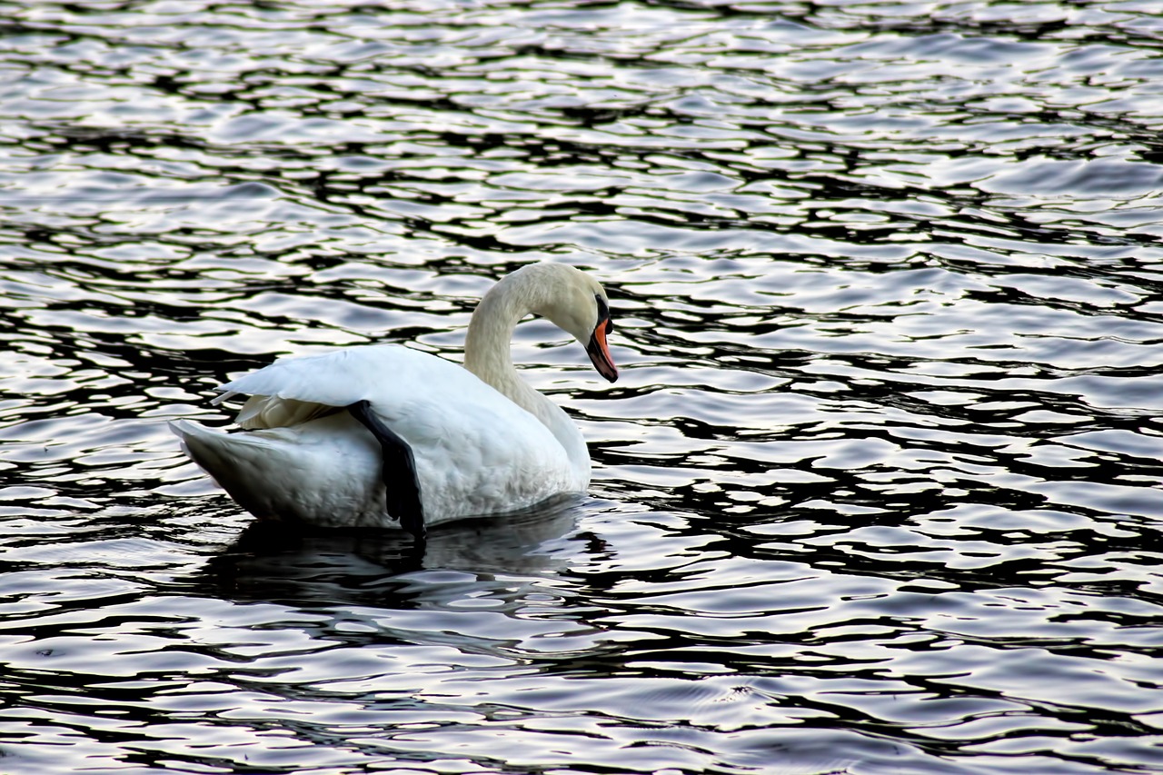 swan swans evening sun free photo