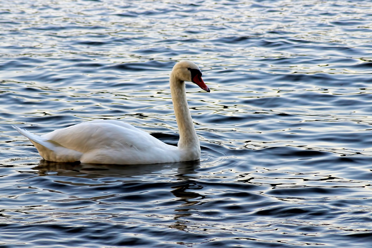 swan swans evening sun free photo