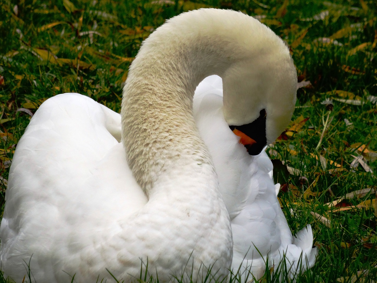 swan water bird animal free photo