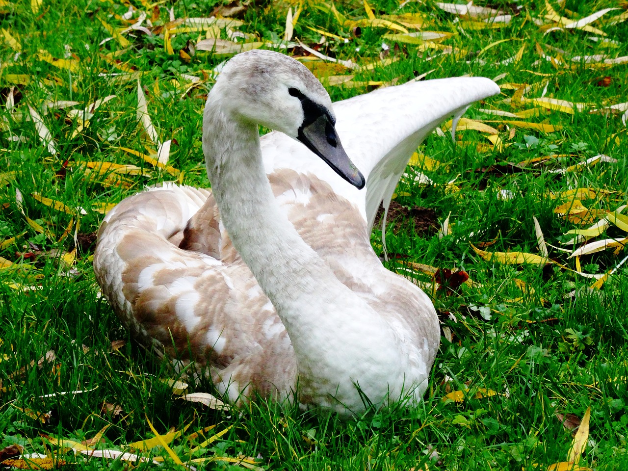 swan young swan cygnet free photo