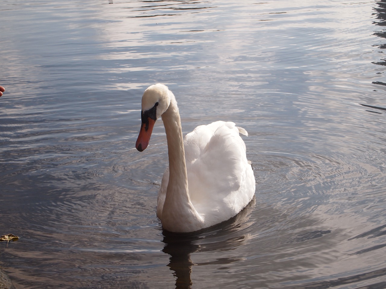 swan lake pond free photo