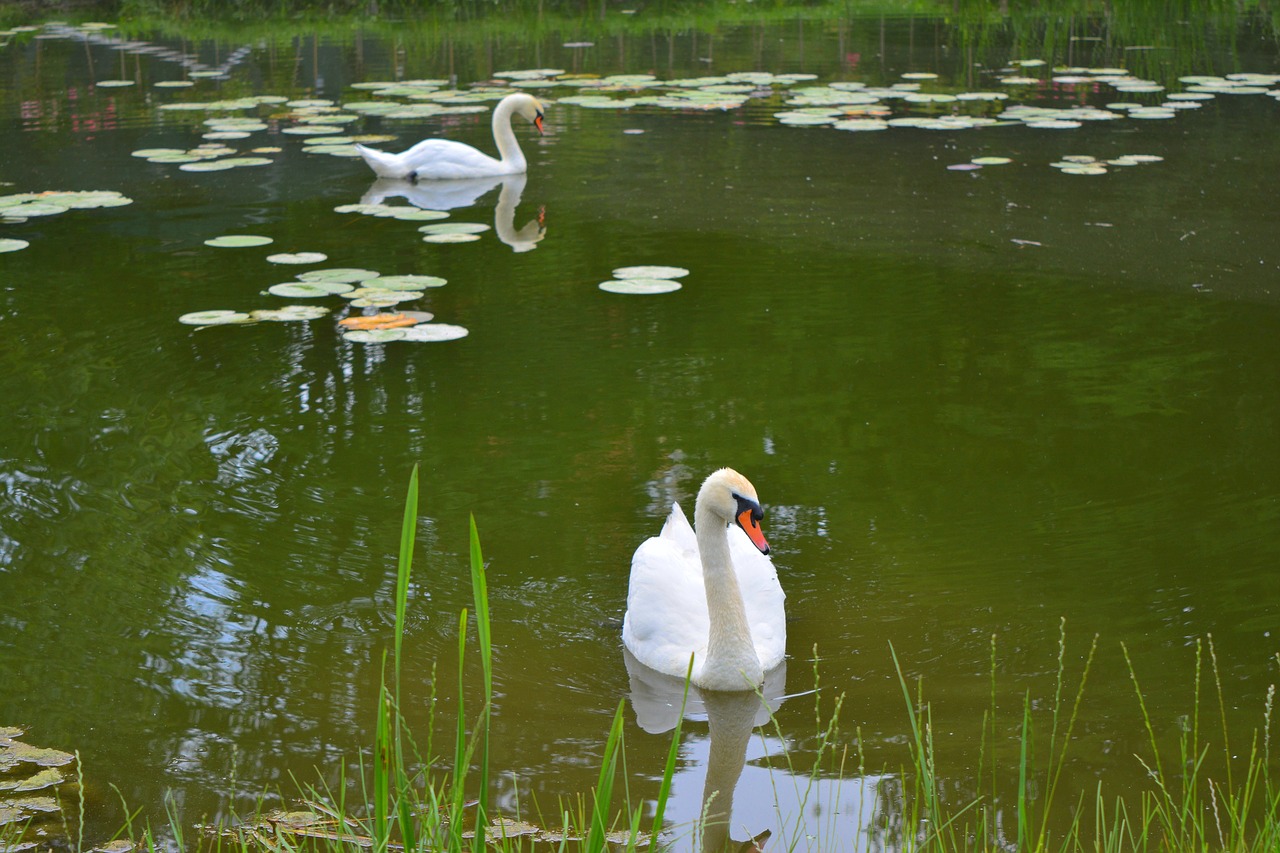 swan swans lake free photo