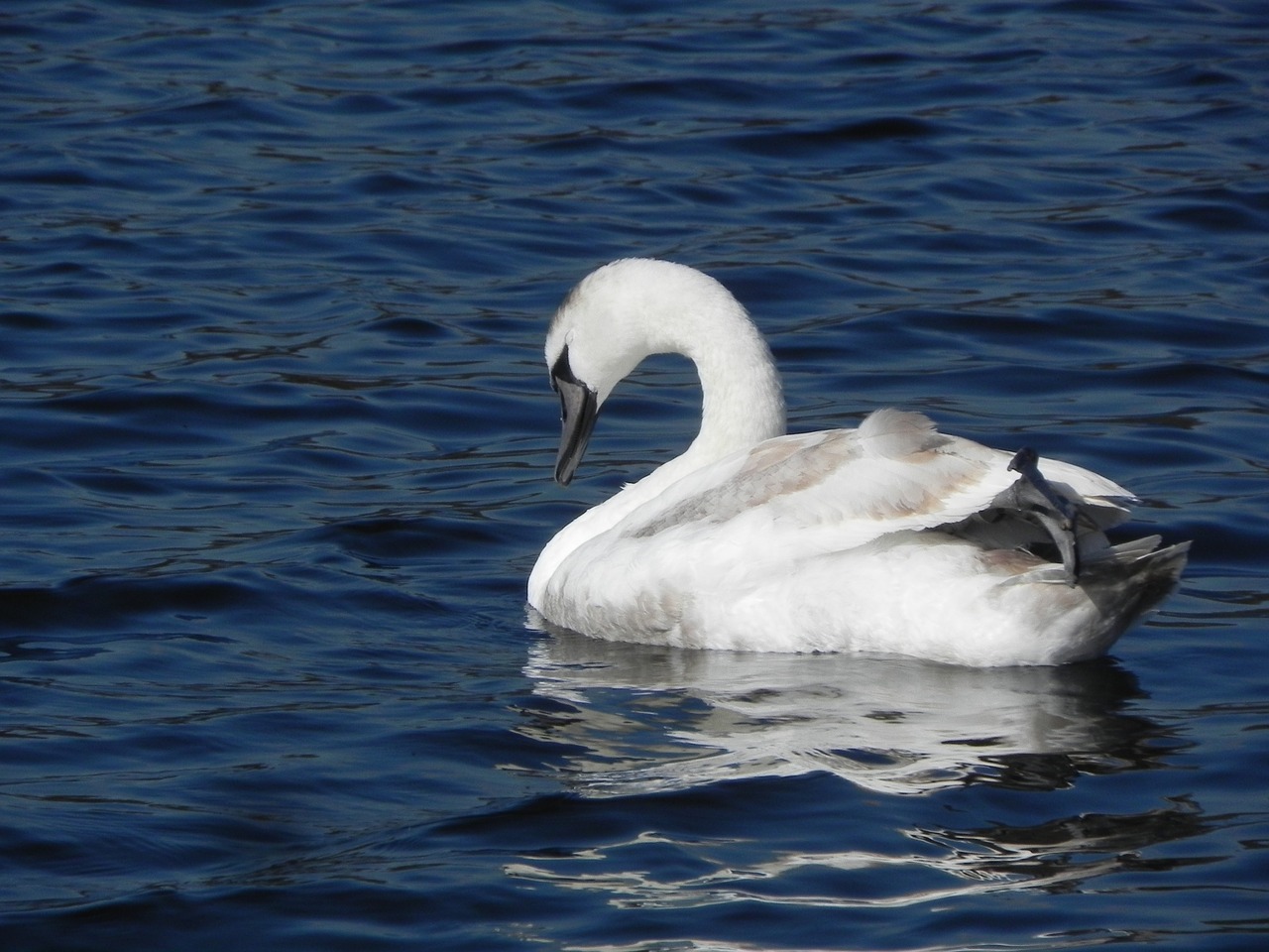 swan nature water free photo