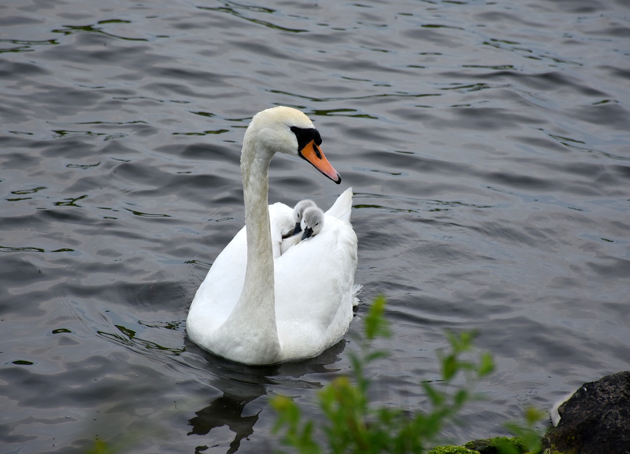 swan mother care nature recording free photo