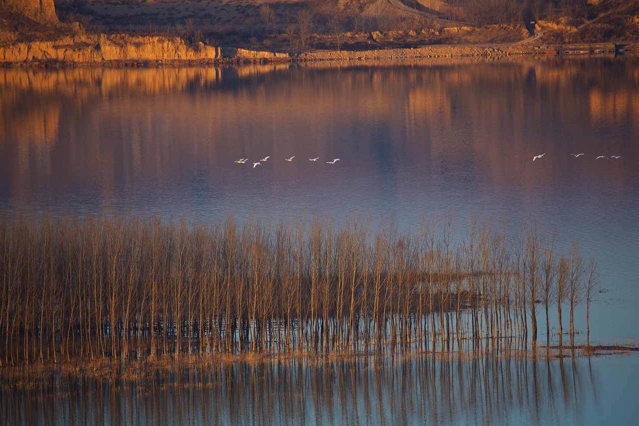 swan twilight yellow river free photo