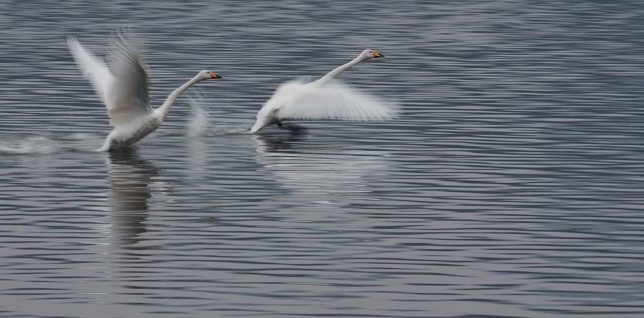 swan take off competition free photo