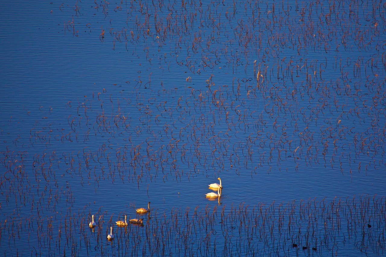 swan twilight home free photo