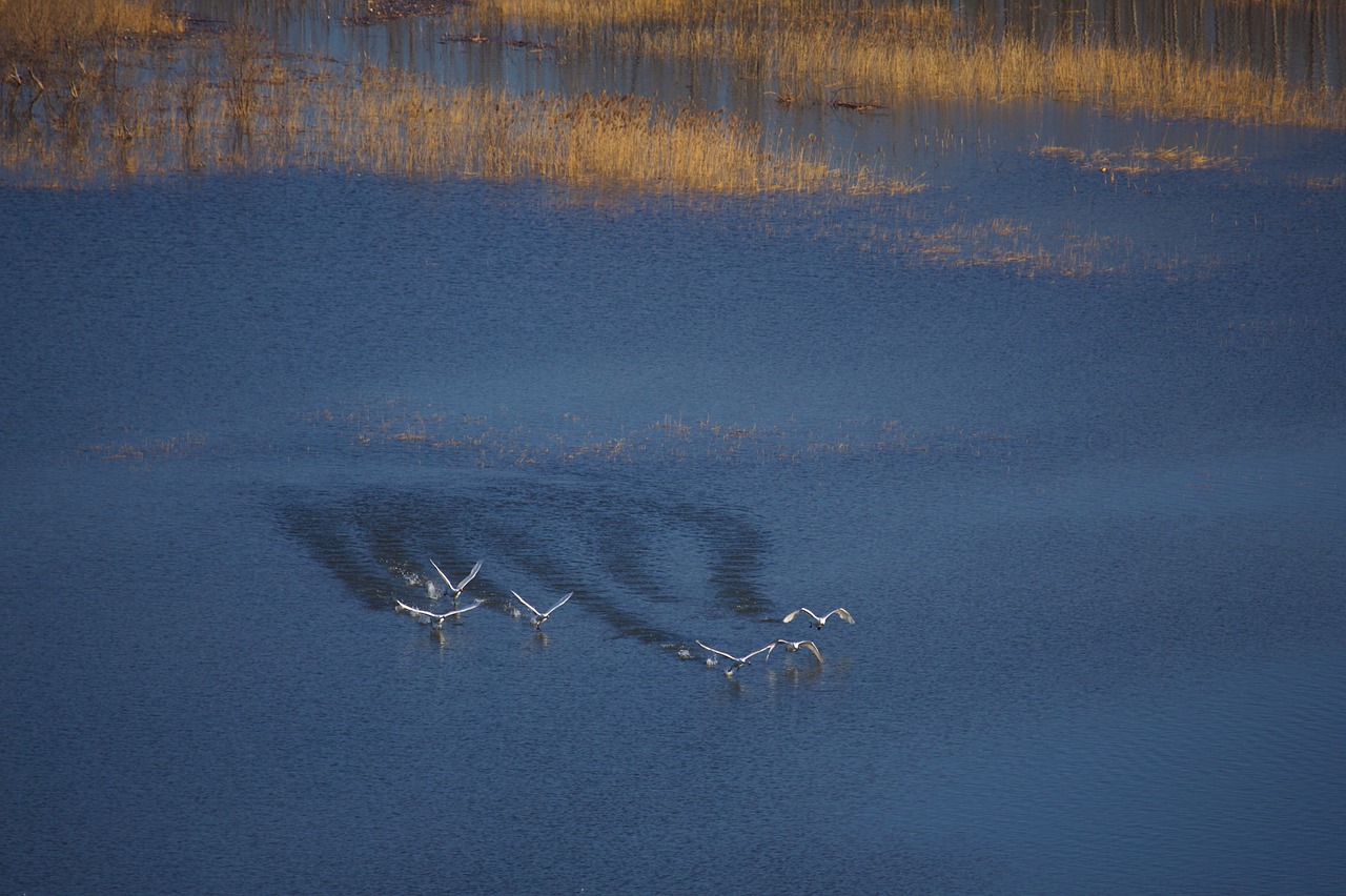 swan take off yellow river free photo