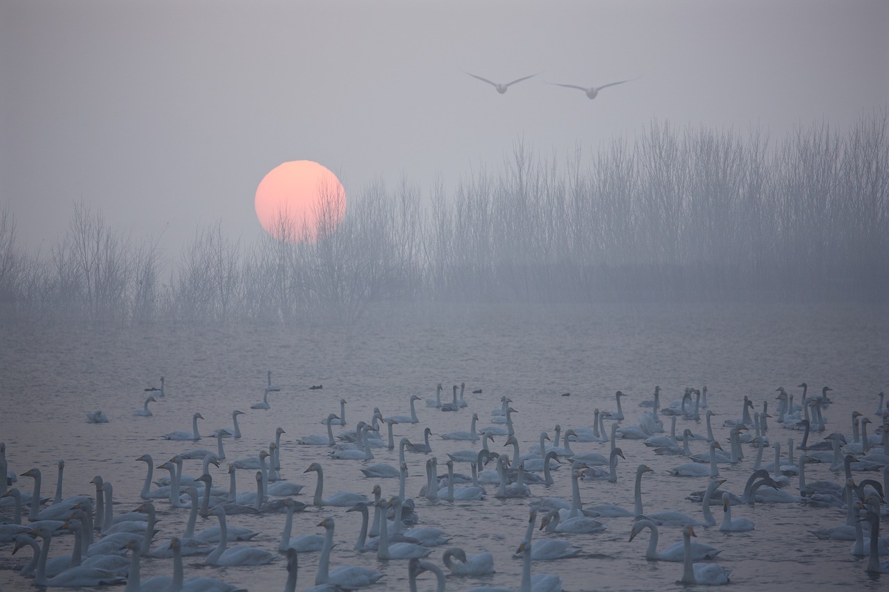 swan sunrise riverside free photo