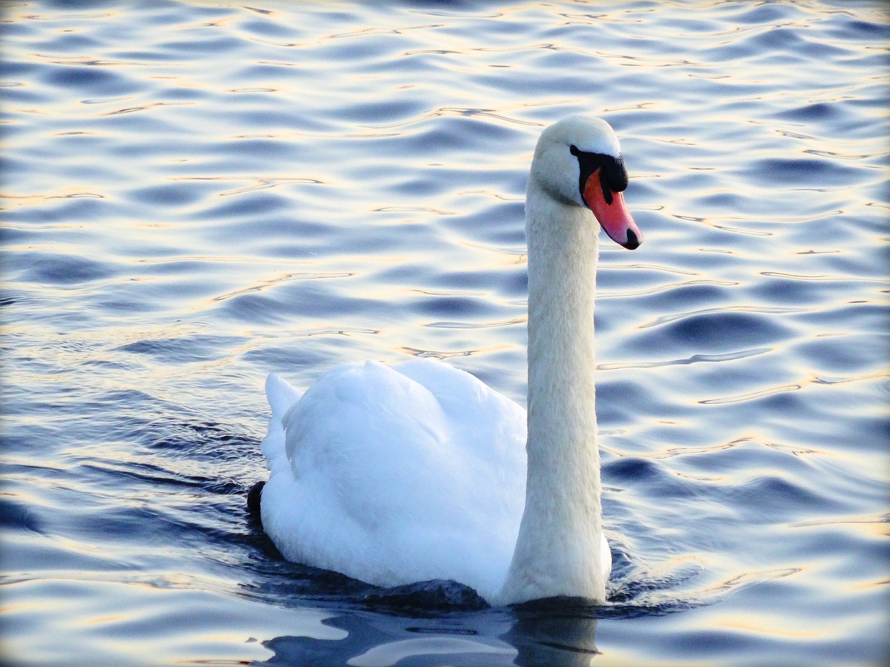 swan water bird free photo