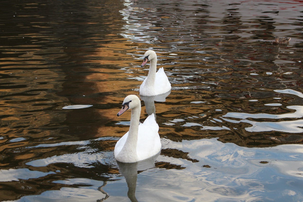 swan water reflection free photo