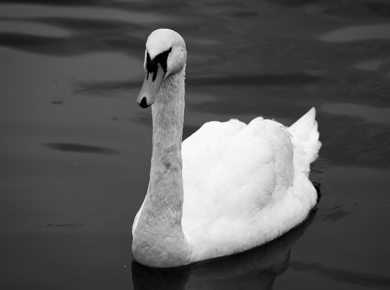 swan black and white nature free photo