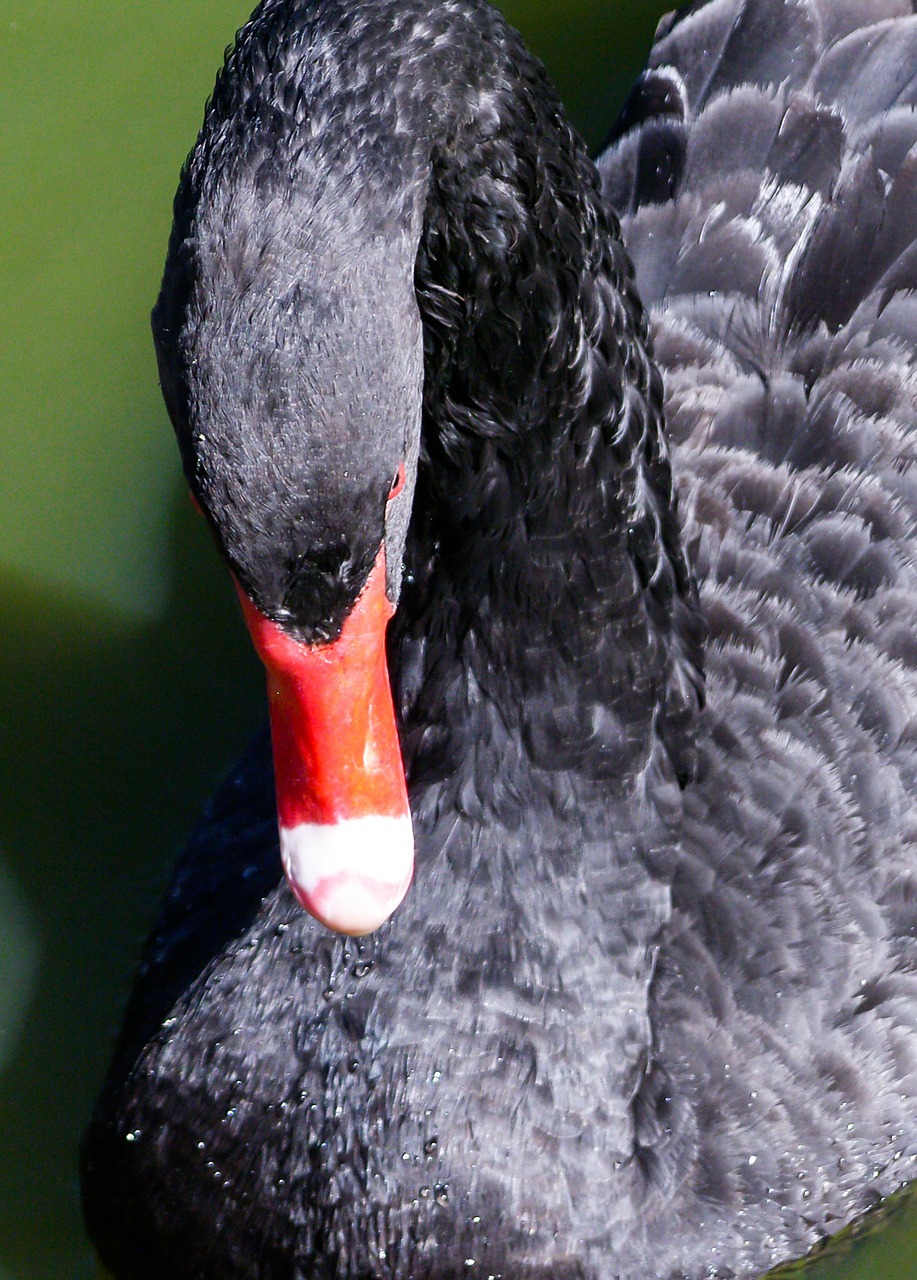 swan black water free photo