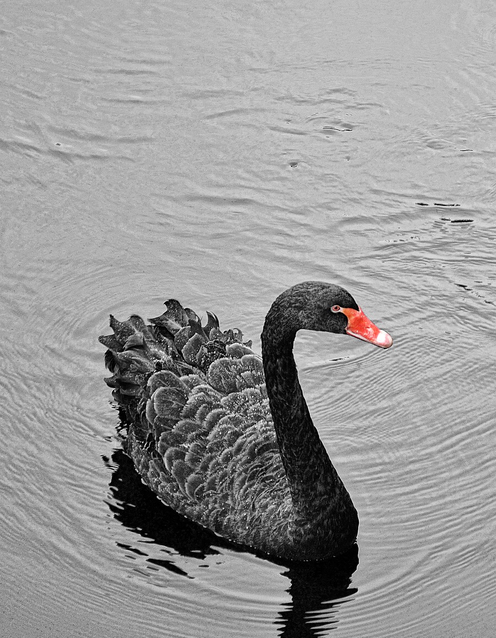 swan black white free photo