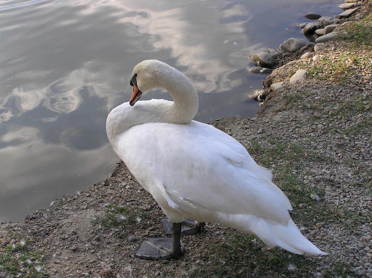 swan pond lovely free photo